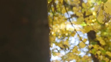 sonbahar park arka plan ağaç gövdesinde. seçici odak. yakın çekim