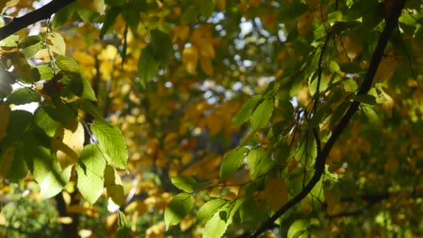 Lövés a sun shinning őszi erdő — Stock videók