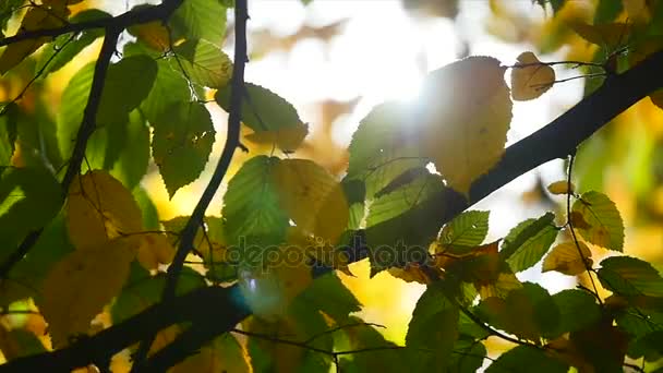 Schot van zon shinning in herfst bos — Stockvideo
