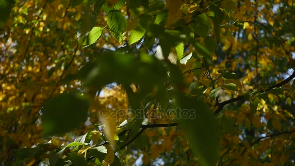 Colpo di sole che splende nella foresta autunnale — Video Stock