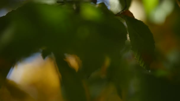 Skott av solen som skiner i höst skog. selektivt fokus — Stockvideo