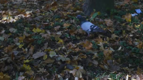 Vogel im Herbstpark, Taube um gefallene herbstgelbe Blätter — Stockvideo