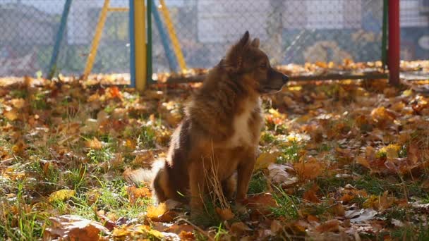 Perro en el parque de otoño — Vídeos de Stock