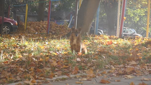 Hond in het herfstpark — Stockvideo