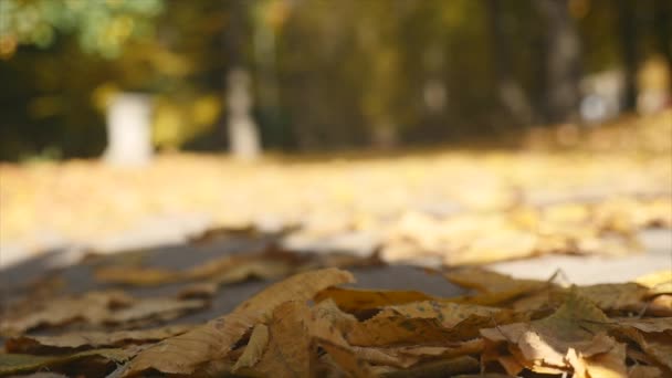 Zamknąć na spadających liści jesienią — Stockvideo