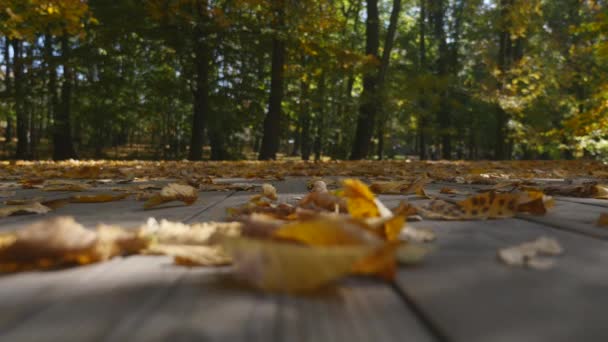 Primer plano sobre la caída de las hojas de otoño — Vídeo de stock