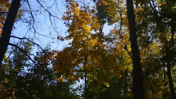 Lövés a sun shinning őszi erdő — Stock videók