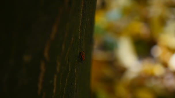 Tronco del árbol sobre fondo del parque de otoño. enfoque selectivo. de cerca — Vídeos de Stock