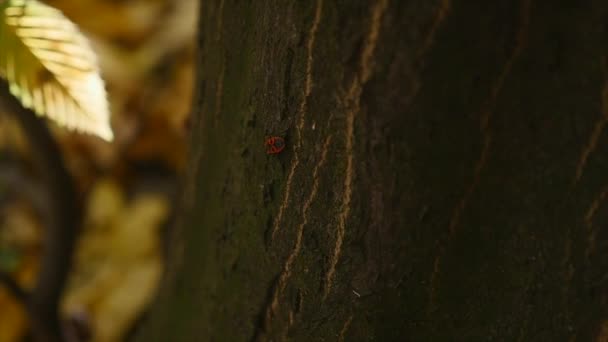 Trädstam på hösten park bakgrund. selektivt fokus. närbild — Stockvideo