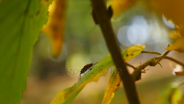 Insectes soldats sur une feuille dans le parc. focus sélectif — Video