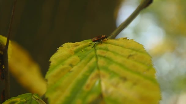 Soldados de insetos em umas folhas no parque. foco seletivo — Vídeo de Stock