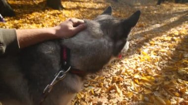Ormandaki bir Husky ile yürüyen bir adam. genç bir adam onun köpek okşayarak