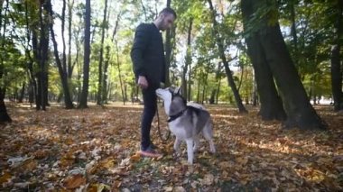 Sonbahar parkta bir Husky ile yürüyen bir adam. ağır çekim
