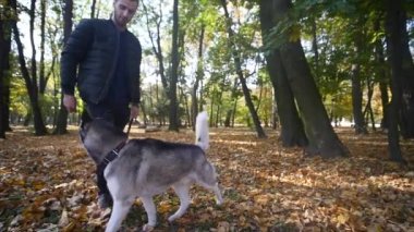 Sonbahar parkta bir Husky ile yürüyen bir adam. ağır çekim