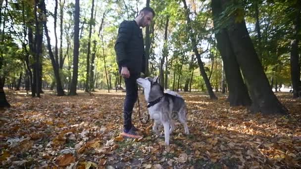 Un hombre caminando con un Husky en el parque de otoño. cámara lenta — Vídeos de Stock