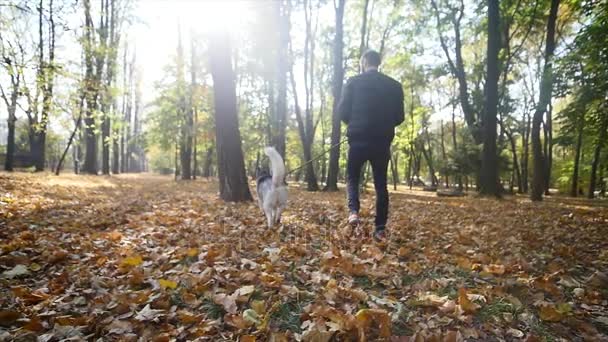 Un hombre caminando con un Husky en el parque de otoño. cámara lenta — Vídeos de Stock