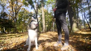 Sonbahar parkta bir Husky ile yürüyen bir adam. ağır çekim
