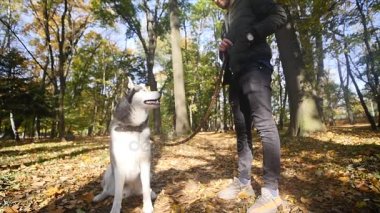 Sonbahar parkta bir Husky ile yürüyen bir adam. ağır çekim