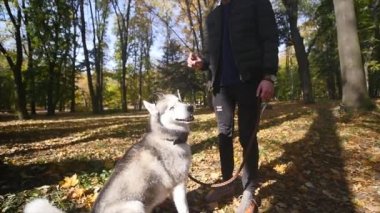 Sonbahar parkta bir Husky ile yürüyen bir adam. ağır çekim