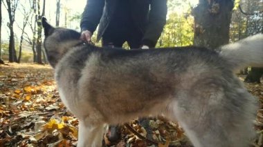 Adam köpeğini penye. Hayvan bakımı
