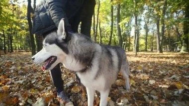 Adam köpeğini penye. Hayvan bakımı