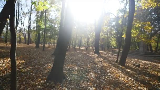 Colorful foliage in the autumn park — Stock Video