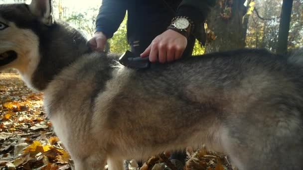 Mann kämmt seinen Hund. Tierpflege — Stockvideo