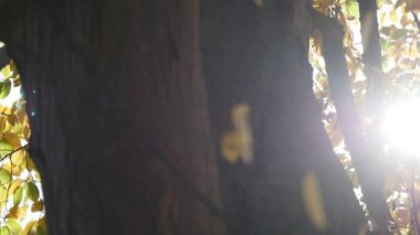 sonbahar ormanda shinning güneş vurdu