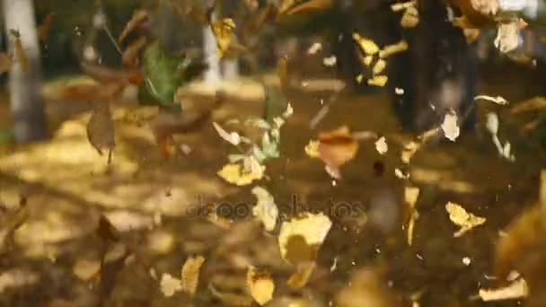 Caduta di foglie nel parco cittadino autunnale. Bellissimo sfondo — Video Stock