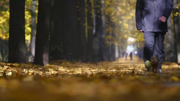 Un uomo che cammina con il terrier dello Yorkshire. Cane al guinzaglio sul sentiero autunnale — Video Stock