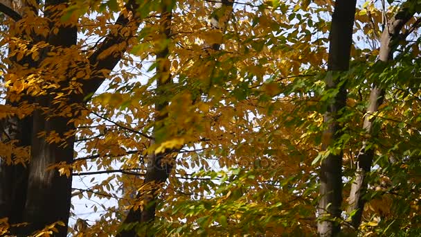 coup de soleil dans la forêt d'automne 