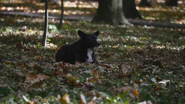 Hond in het herfstpark — Stockvideo