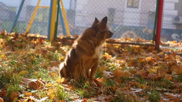 Sonbahar parkındaki köpek. — Stok video