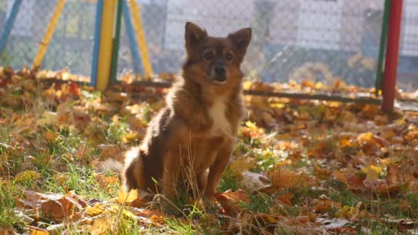 Cão no parque de outono — Vídeo de Stock