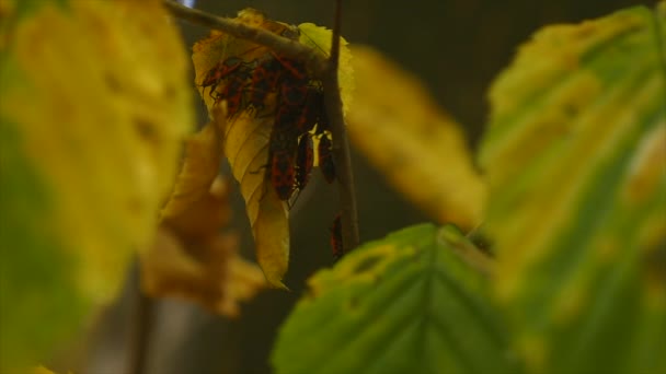 Bugs soldiers on a leaves in the park. selective focus — Stock Video