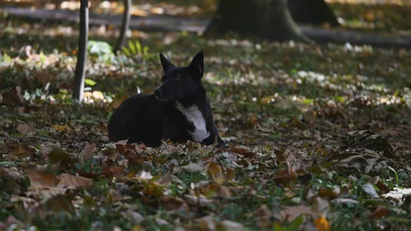 Kutya az őszi parkban — Stock Fotó