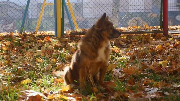 Собака в осеннем парке — стоковое фото