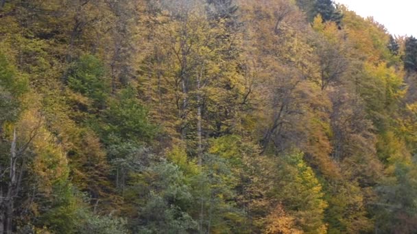 Árvores, cobertas de folhas amarelas e escarlate, em que cai luz quente do sol poente, alto nas montanhas. Outono aldeia cena — Vídeo de Stock