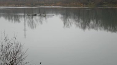 Sonbahar manzara, kasvetli sisli orman Nehri