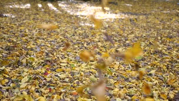 Sonbahar parkta düşen sonbahar yaprakları — Stok video