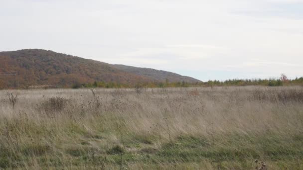 Trockenes Gras im Wind vor dem Hintergrund der Berge — Stockvideo