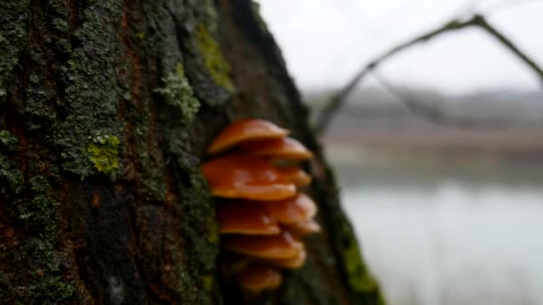 Autunno paesaggio naturale, passeggiate sulla riva del lago foresta, steadicam — Video Stock