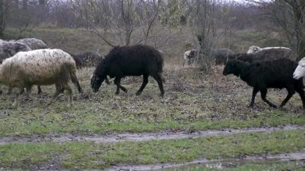 Schafherde rastet auf Feld der Bauern aus — Stockvideo