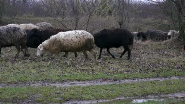 農民のフィールドに残りを羊の群れ — ストック動画