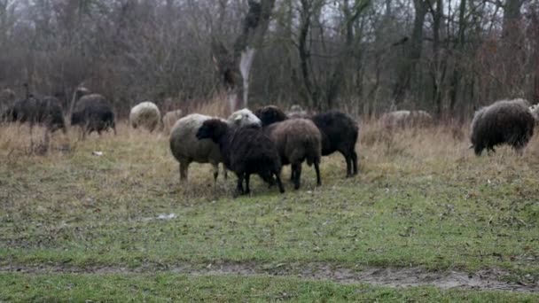 Flock of sheep rest in farmers field — Stock Video