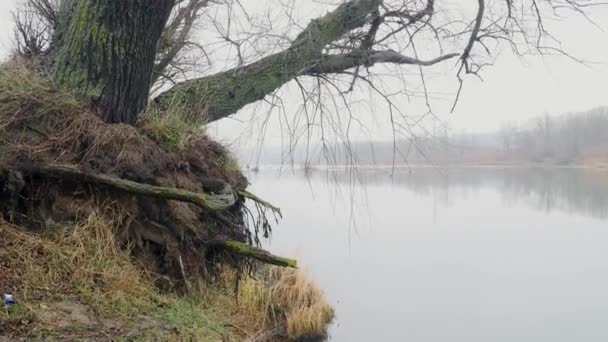 Höstlandskap, dystra dimmiga skogsälv — Stockvideo