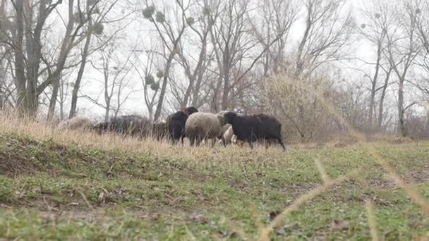 Flock of sheep rest in farmers field — Stock Video