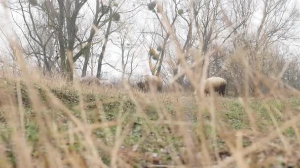 Troupeau de moutons repos dans les champs des agriculteurs 