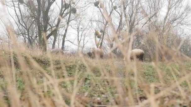 Flock of sheep rest in farmers field — Stock Video