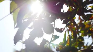 ağaçların dalları sayesinde güneş